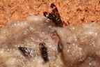 Drosophila conspicua Kukuiopae 7293