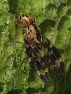 Drosophila craddockae Malaekahana 5436