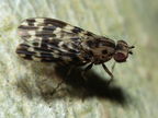 Drosophila crucigera Hapapa 4405