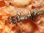 Drosophila crucigera Hapapa 4580