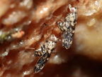 Drosophila crucigera Hapapa 4581