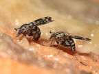 Drosophila crucigera Hapapa 4582