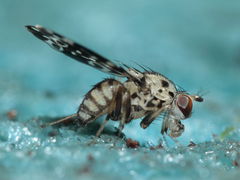 Drosophila crucigera Hapapa 4599