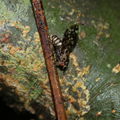 Drosophila crucigera Nuuanu 0622