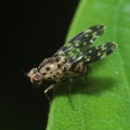 Drosophila crucigera Ohikilolo 9520.jpg