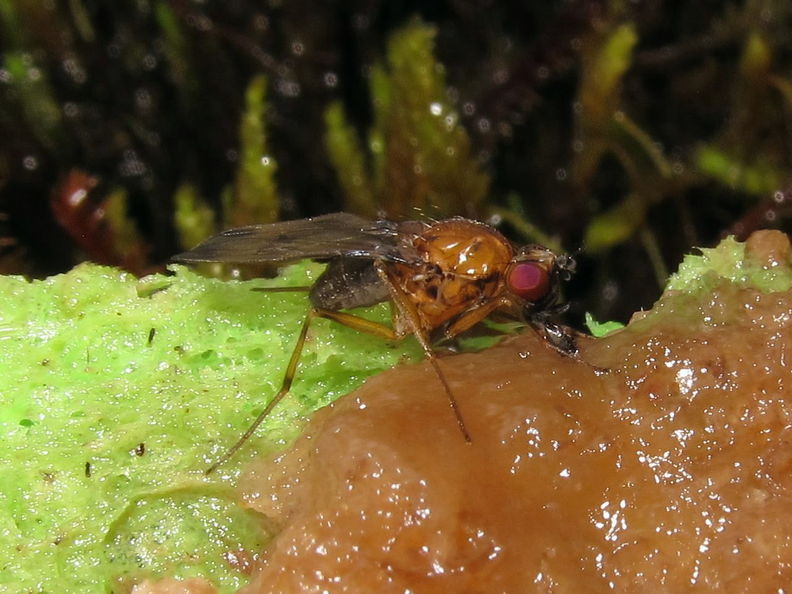 Drosophila cyrtoloma Hana 1276