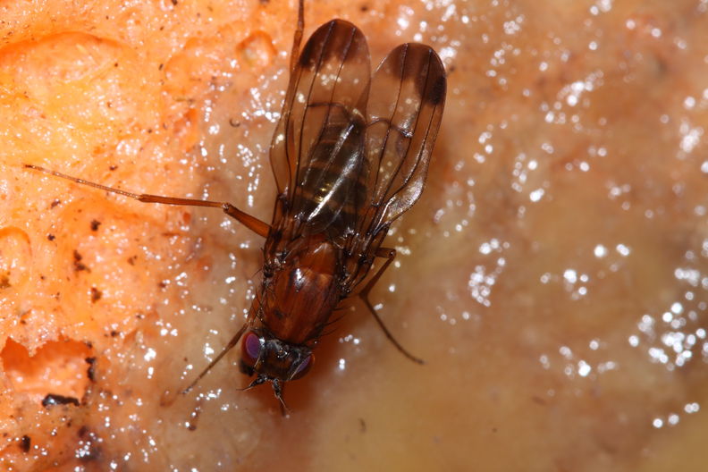 Drosophila cyrtoloma Waikamoi 1289.jpg