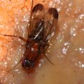 Drosophila cyrtoloma Waikamoi 1289