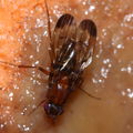Drosophila cyrtoloma Waikamoi 1290