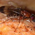 Drosophila cyrtoloma Waikamoi 1291