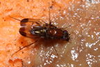 Drosophila cyrtoloma Waikamoi 1297