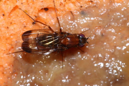 Drosophila cyrtoloma Waikamoi 1304