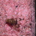 Drosophila digressa Manuka 0971.jpg