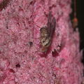 Drosophila digressa Manuka 0976.jpg