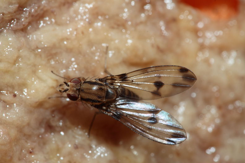 Drosophila digressa Olaa 3510.jpg
