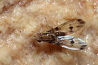 Drosophila digressa Olaa 3511