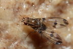 Drosophila digressa Olaa 3518