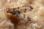 Drosophila digressa Olaa 3519