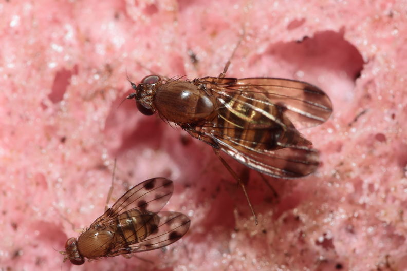 Drosophila distinguenda Kaluaa 4164.jpg