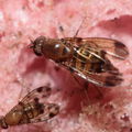 Drosophila distinguenda Kaluaa 4164