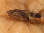 Drosophila divaricata Kaluaa 5212