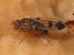 Drosophila divaricata Kaluaa 5214