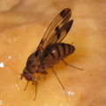 Drosophila divaricata Kaluaa 5243.jpg