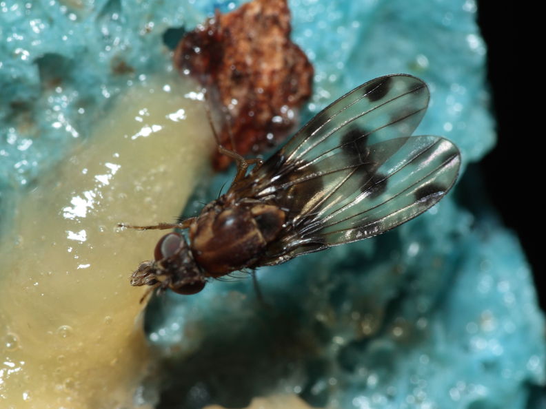 Drosophila fasciculisetae Waikamoi 7011.jpg
