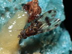 Drosophila fasciculisetae Waikamoi 7011