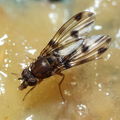 Drosophila fasciculisetae Waikamoi 7015