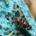 Drosophila fasciculisetae Waikamoi 7018