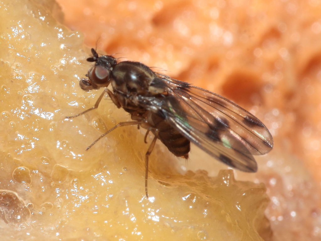Drosophila fasciculisetae Waikamoi 7031