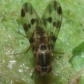 Drosophila flexipes Manuwai 1047.jpg