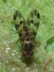 Drosophila flexipes Manuwai 1047