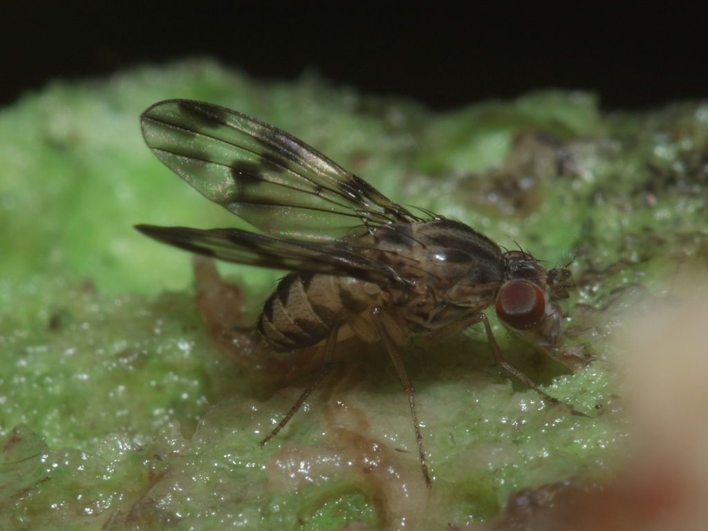 Drosophila flexipes Manuwai 1054
