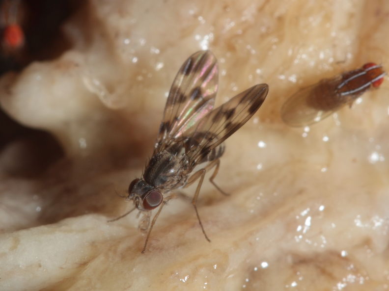 Drosophila flexipes Manuwai 1055.jpg