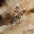 Drosophila flexipes Manuwai 1055