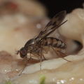 Drosophila flexipes Manuwai 1056