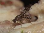 Drosophila flexipes Manuwai 1056