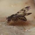 Drosophila flexipes Manuwai 1057
