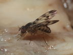 Drosophila flexipes Manuwai 1057
