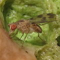 Drosophila flexipes Manuwai 5152
