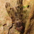 Drosophila flexipes Manuwai 5159