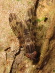 Drosophila flexipes Manuwai 5159