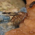 Drosophila flexipes Pualii 5364