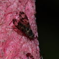 Drosophila formella Kukuiopae 0877