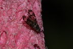 Drosophila formella Kukuiopae 0877