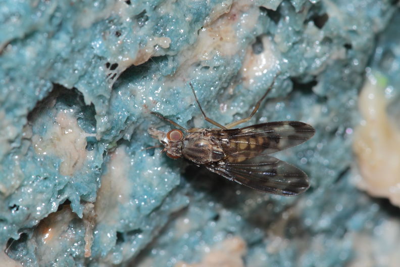 Drosophila formella Kukuiopae 3430.jpg