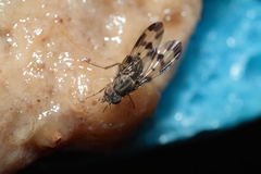 Drosophila formella Kukuiopae 3440