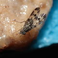 Drosophila formella Kukuiopae 3440
